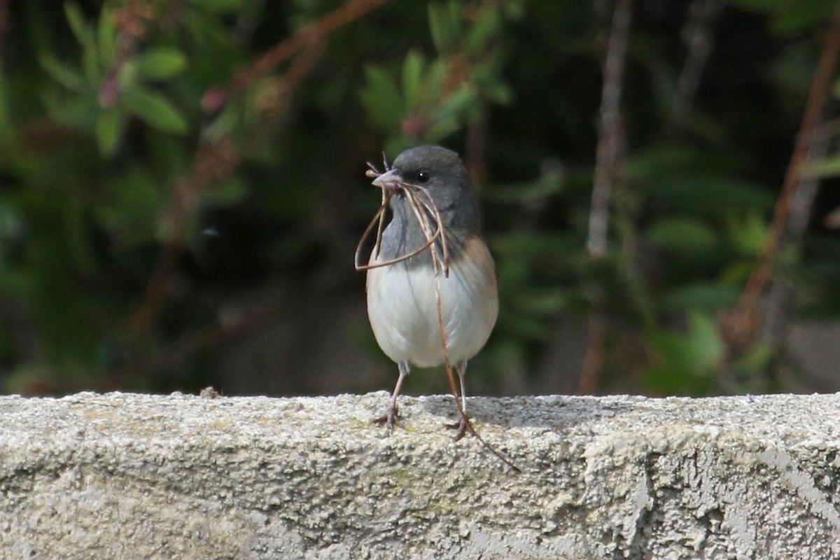 Dark-eyed Junco (Oregon) - ML536223041