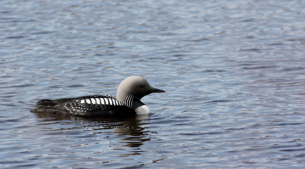 Pacific Loon - Jay McGowan