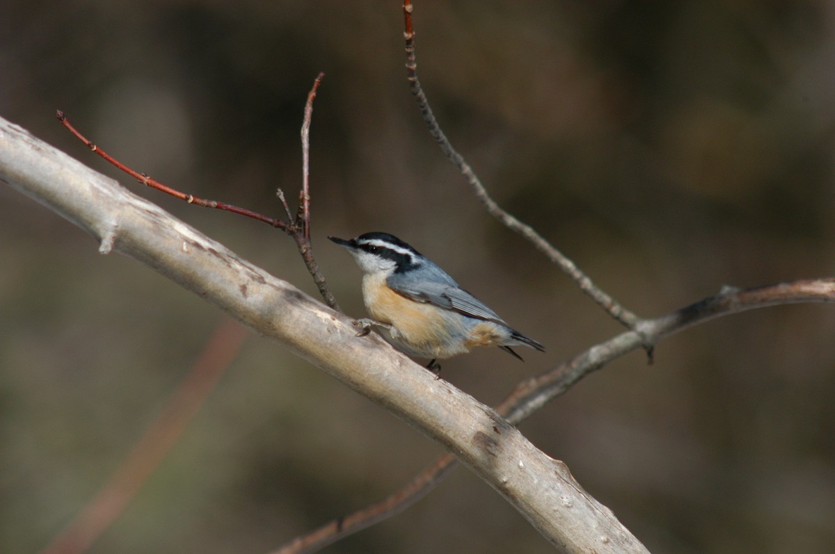 Red-breasted Nuthatch - ML53622351