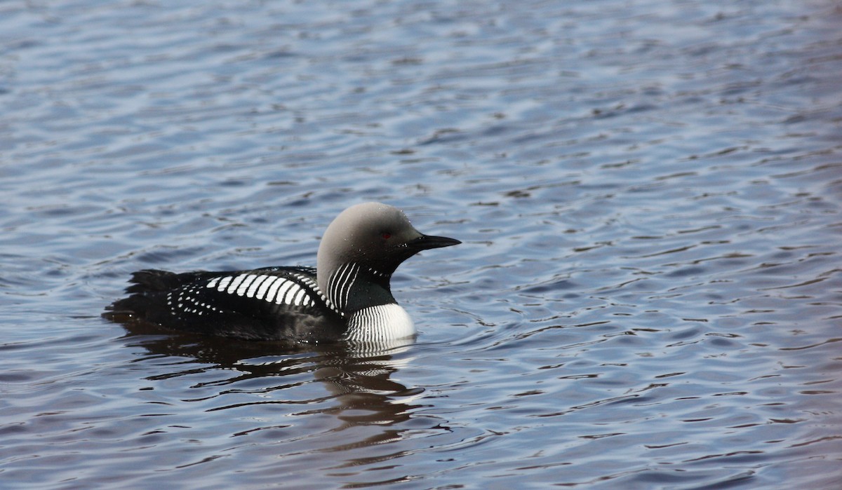 Pacific Loon - ML53622361