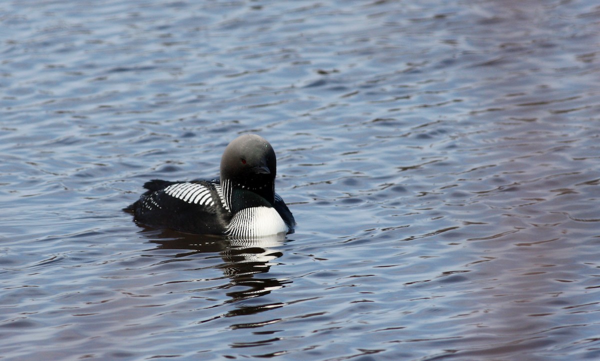 Pacific Loon - ML53622381