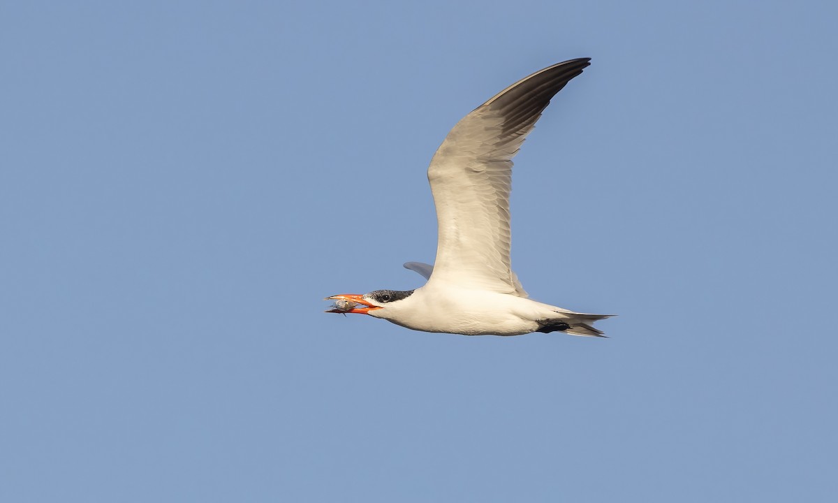 Caspian Tern - ML536223811