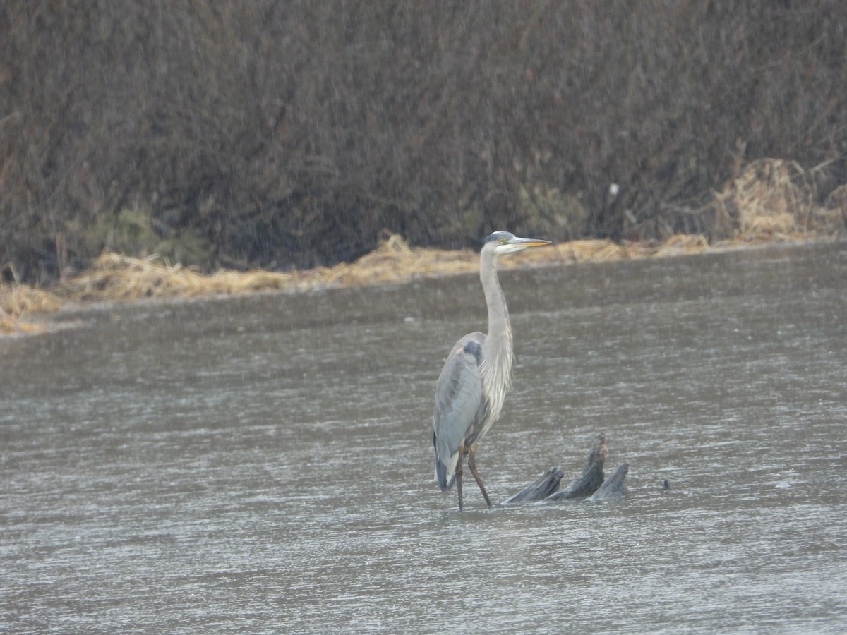 Great Blue Heron - ML536223931