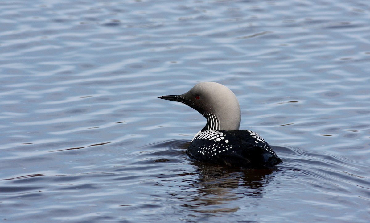 Pacific Loon - Jay McGowan