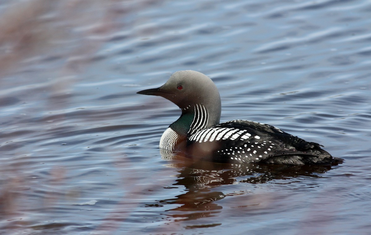 Pacific Loon - ML53622441