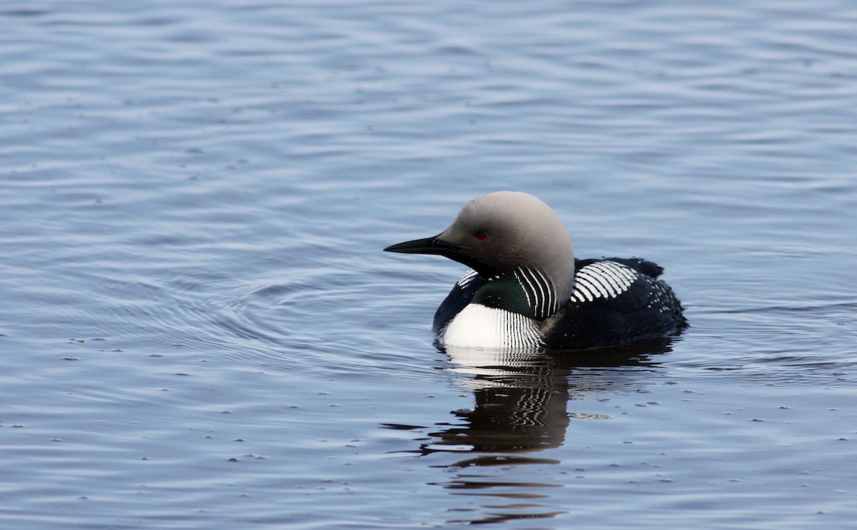 Pacific Loon - ML53622471