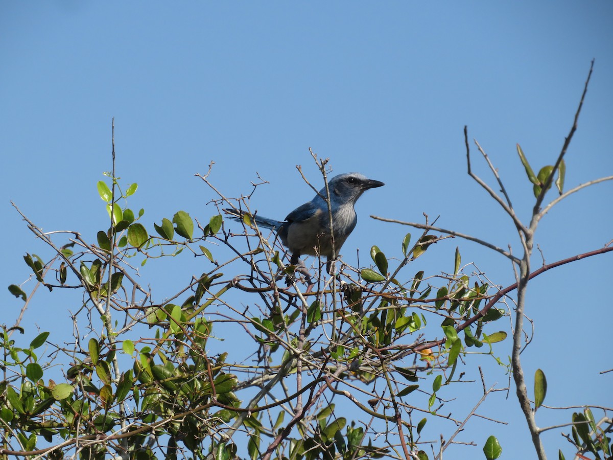 sojka křovinná - ML536225951