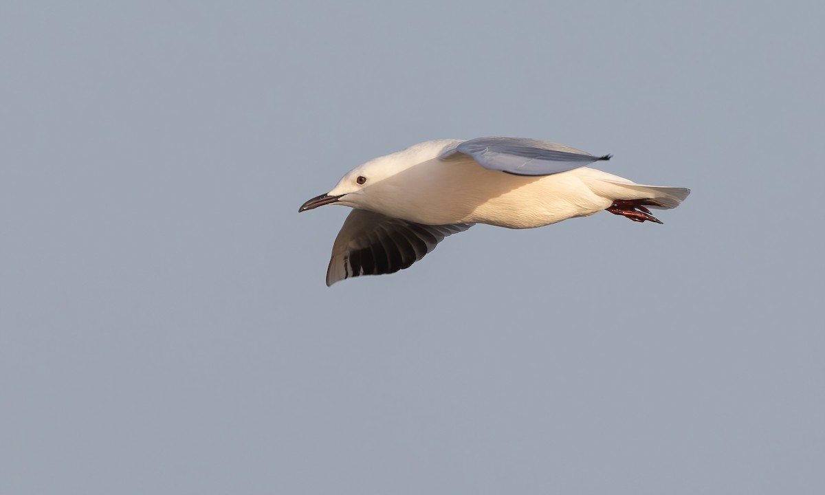 Slender-billed Gull - ML536226271