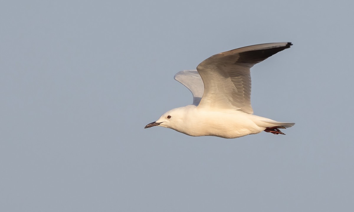 Slender-billed Gull - ML536226301