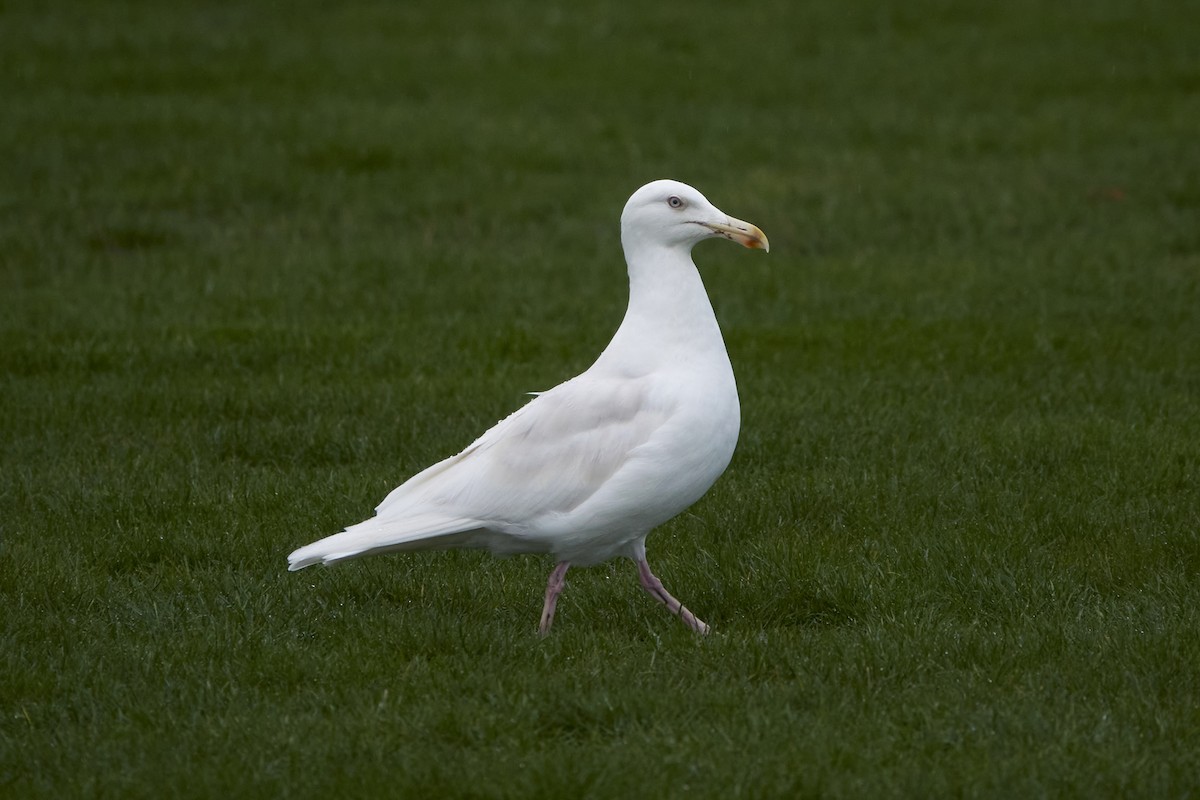 Larus sp. - ML536226591