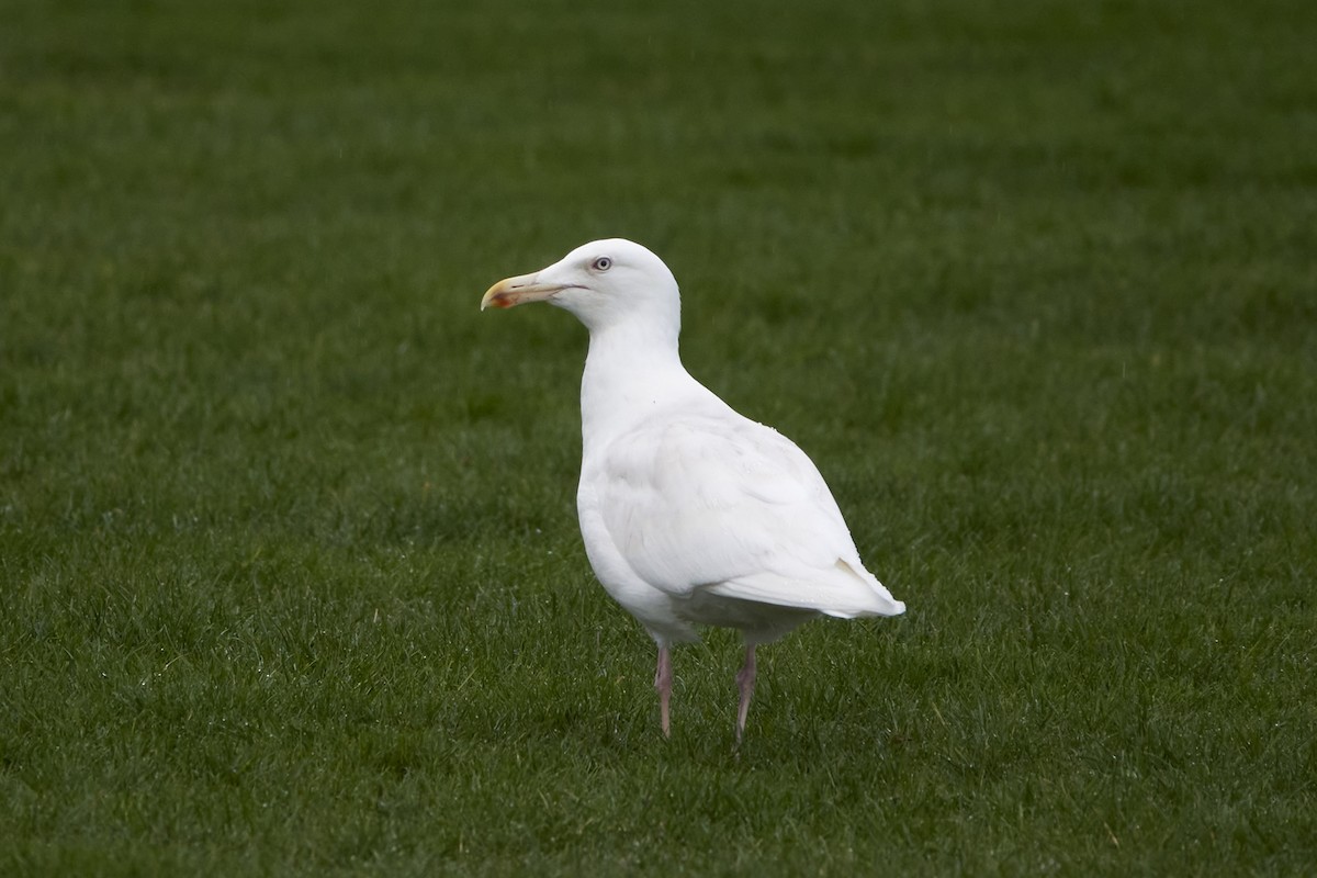 Larus sp. - ML536226601