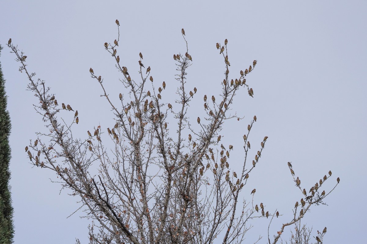 Cedar Waxwing - Brian Peck