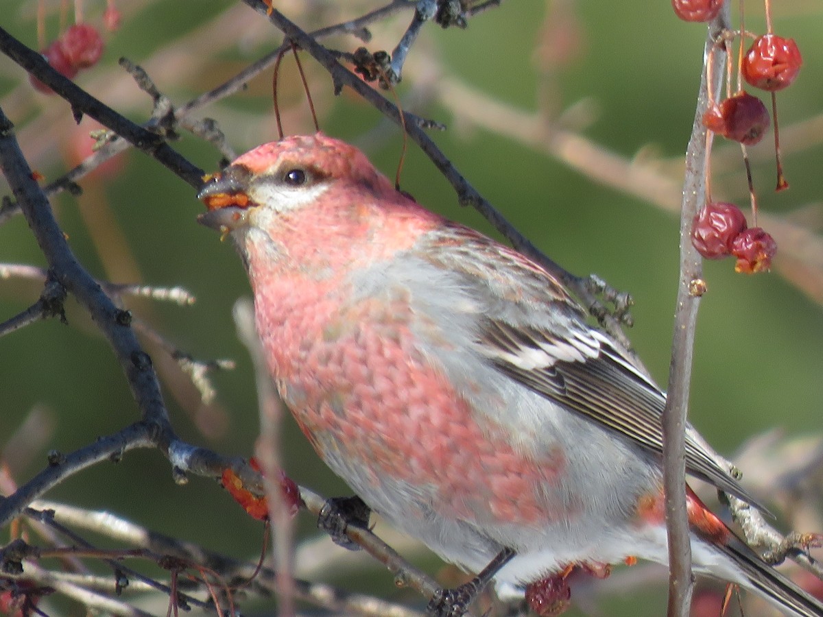 Pine Grosbeak - ML536227361