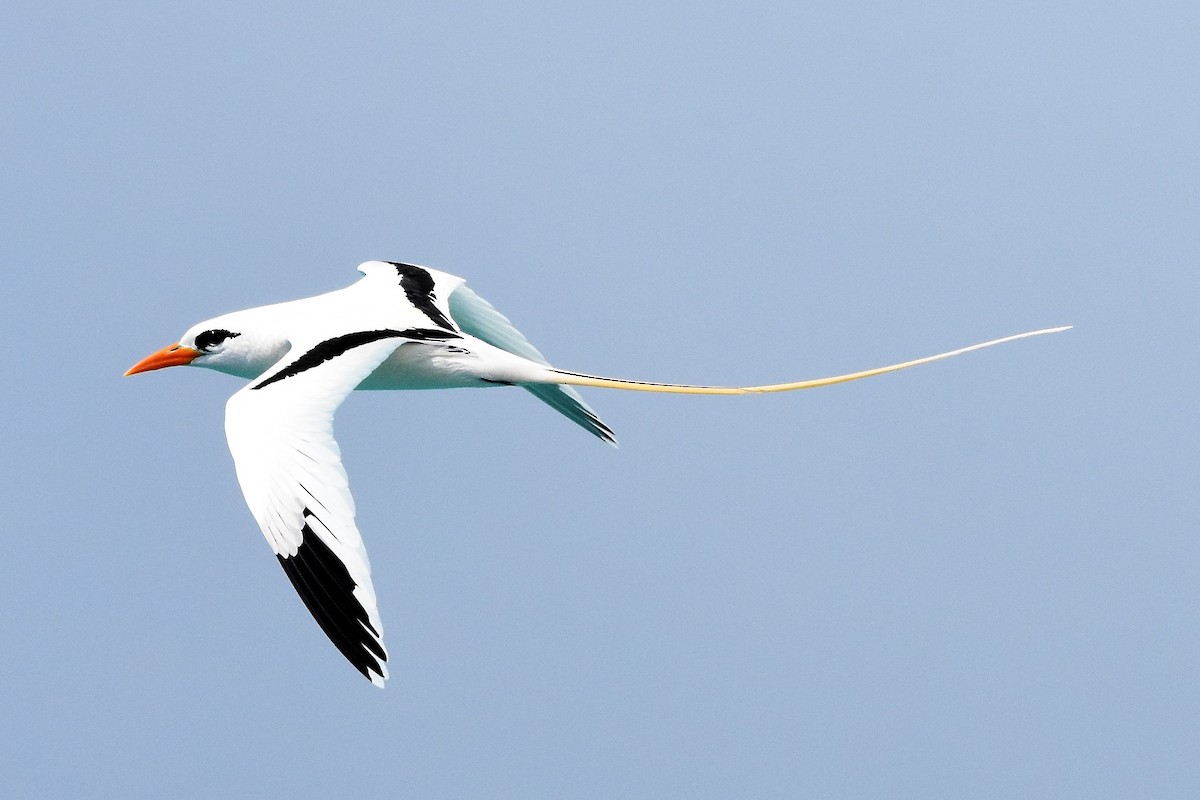 White-tailed Tropicbird - Andrew Dobson