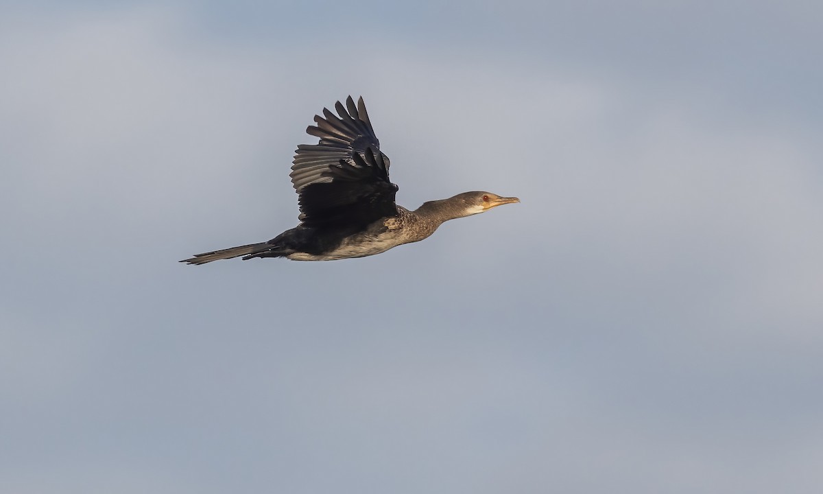 Long-tailed Cormorant - ML536228591
