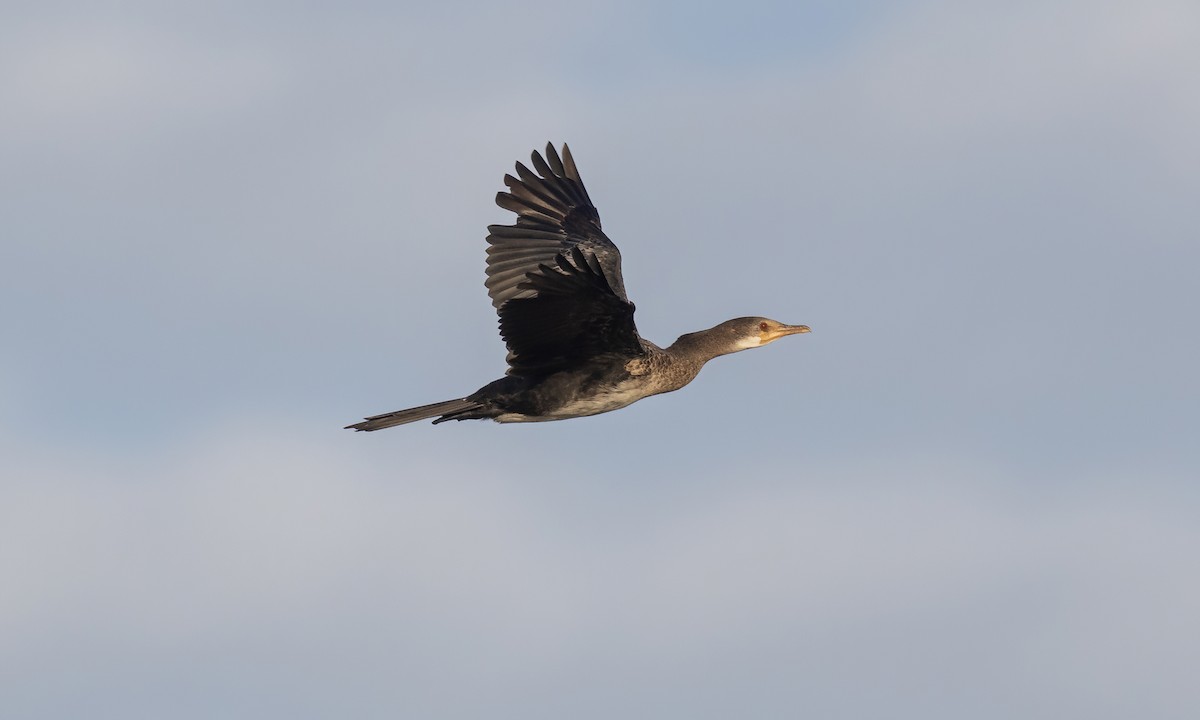 Long-tailed Cormorant - ML536228601