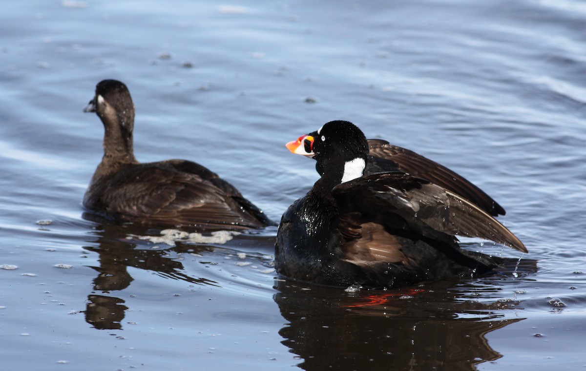 Surf Scoter - ML53622871