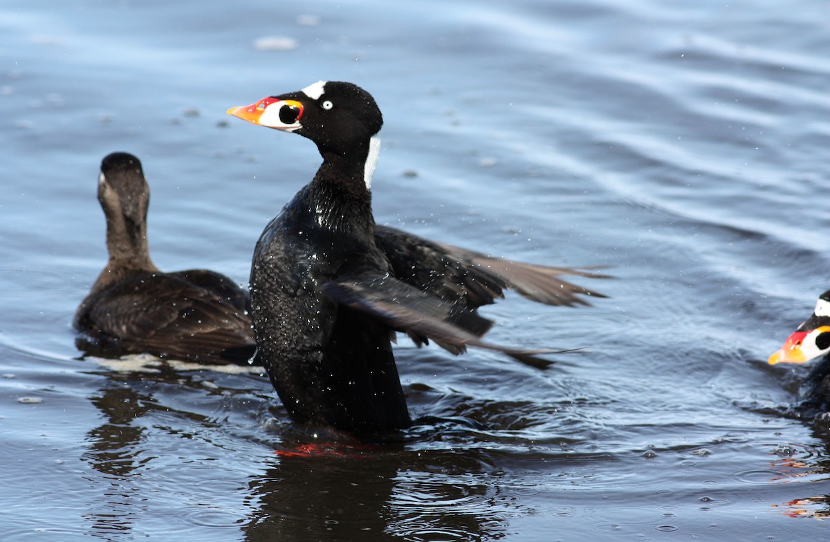 Surf Scoter - ML53622891