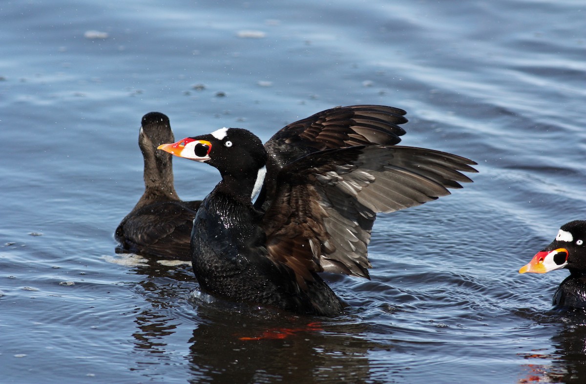 Surf Scoter - Jay McGowan