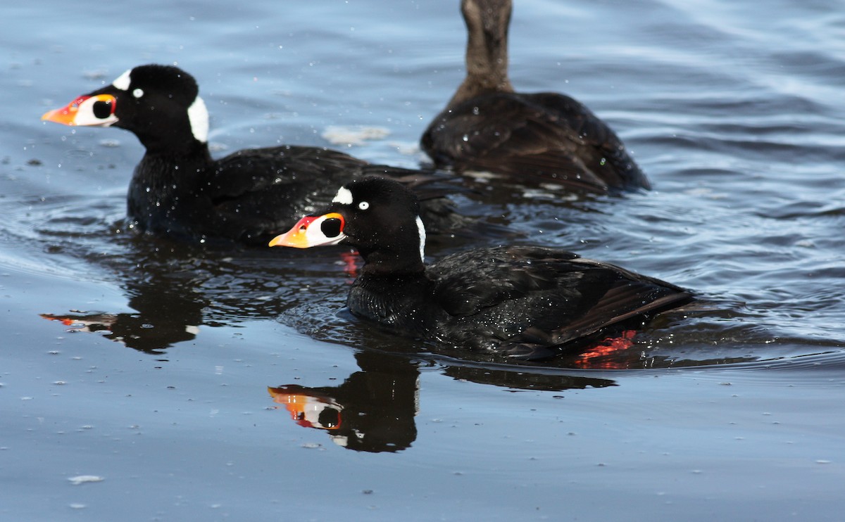 Surf Scoter - ML53622961