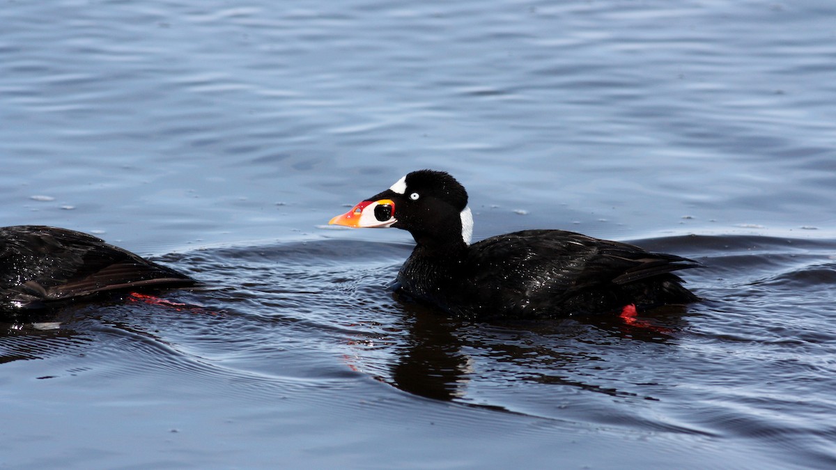 Surf Scoter - ML53622981