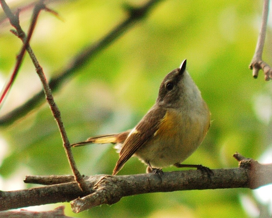 American Redstart - ML53623021