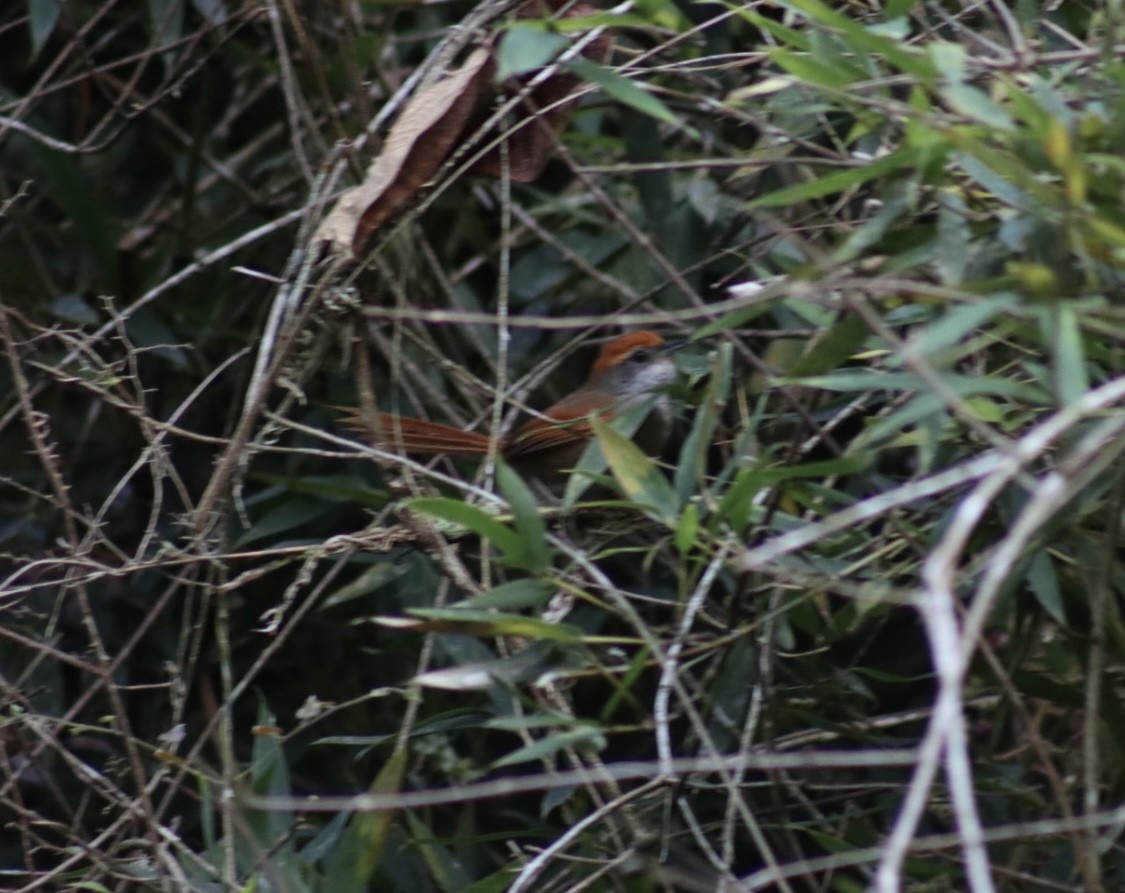 Rufous-capped Spinetail - ML536230811