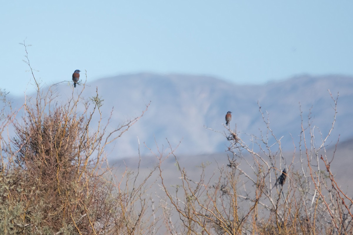 Western Bluebird - ML536233111