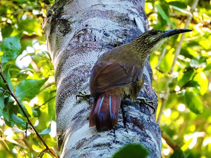 White-throated Woodcreeper - ML536233541