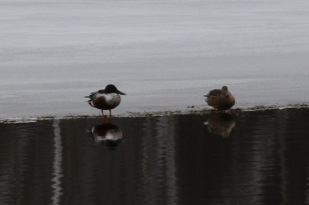 Northern Shoveler - ML53623391