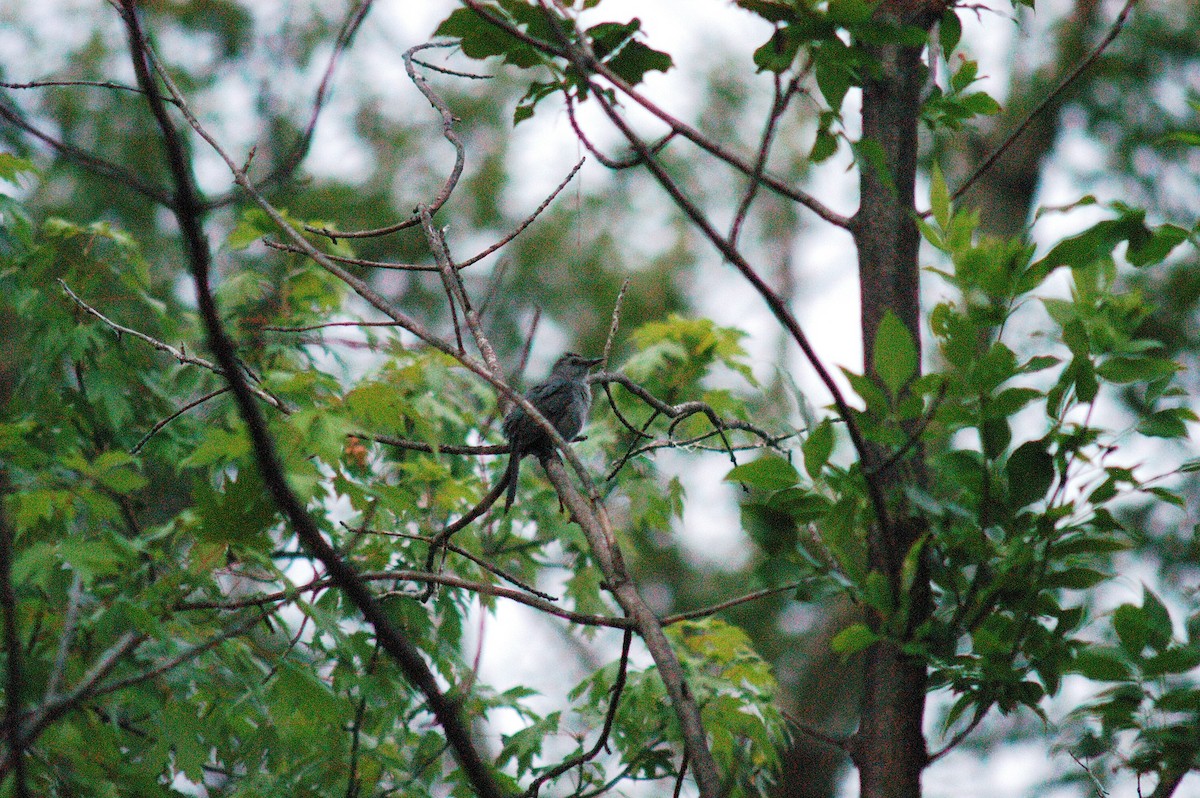 Gray Catbird - ML53623401