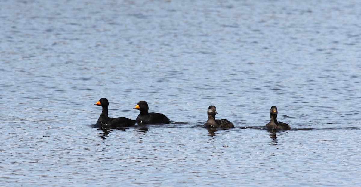 Black Scoter - ML53623411