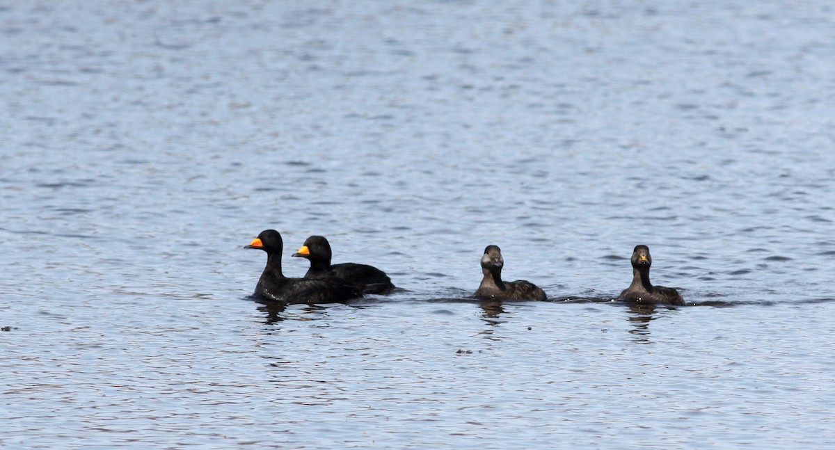 Black Scoter - ML53623421