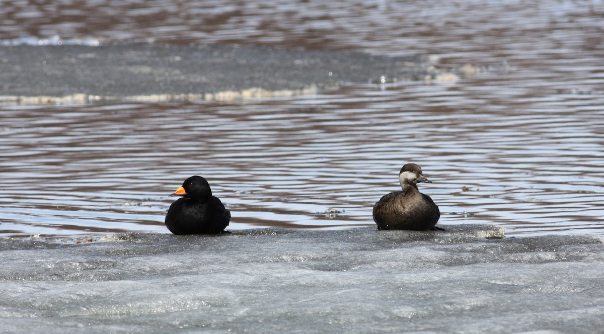 Black Scoter - ML53623471