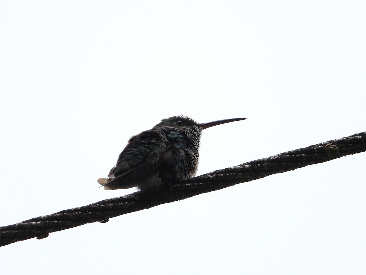 kolibřík modrobradý - ML536235221