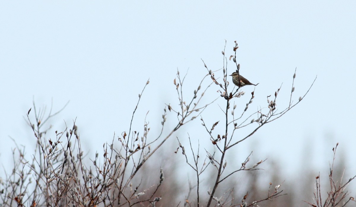 Northern Waterthrush - ML53623541