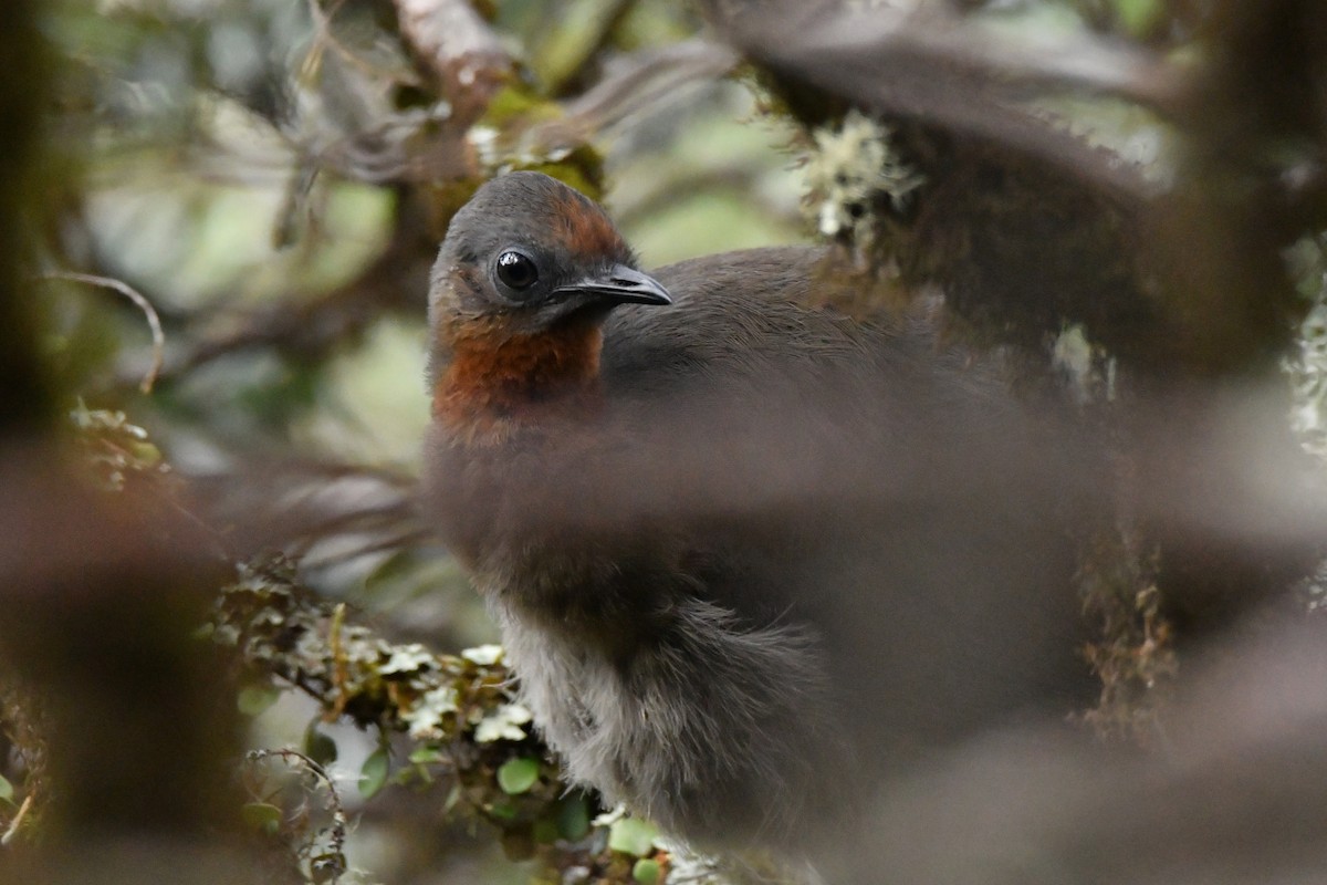 Superb Lyrebird - ML536235501