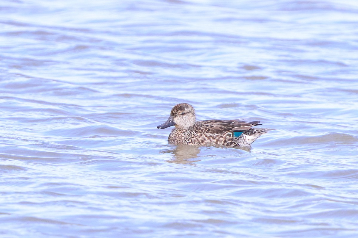 Blue-winged Teal - ML536236471