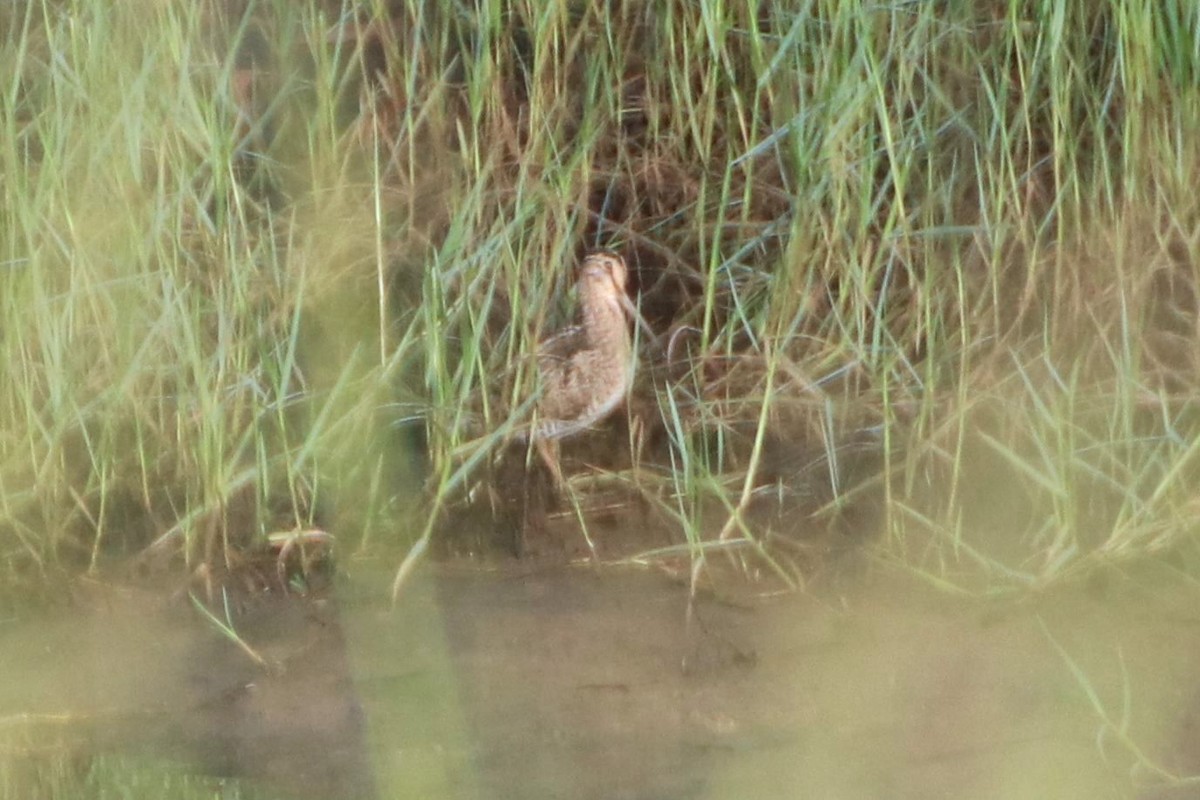 Swinhoe's Snipe - ML536237801