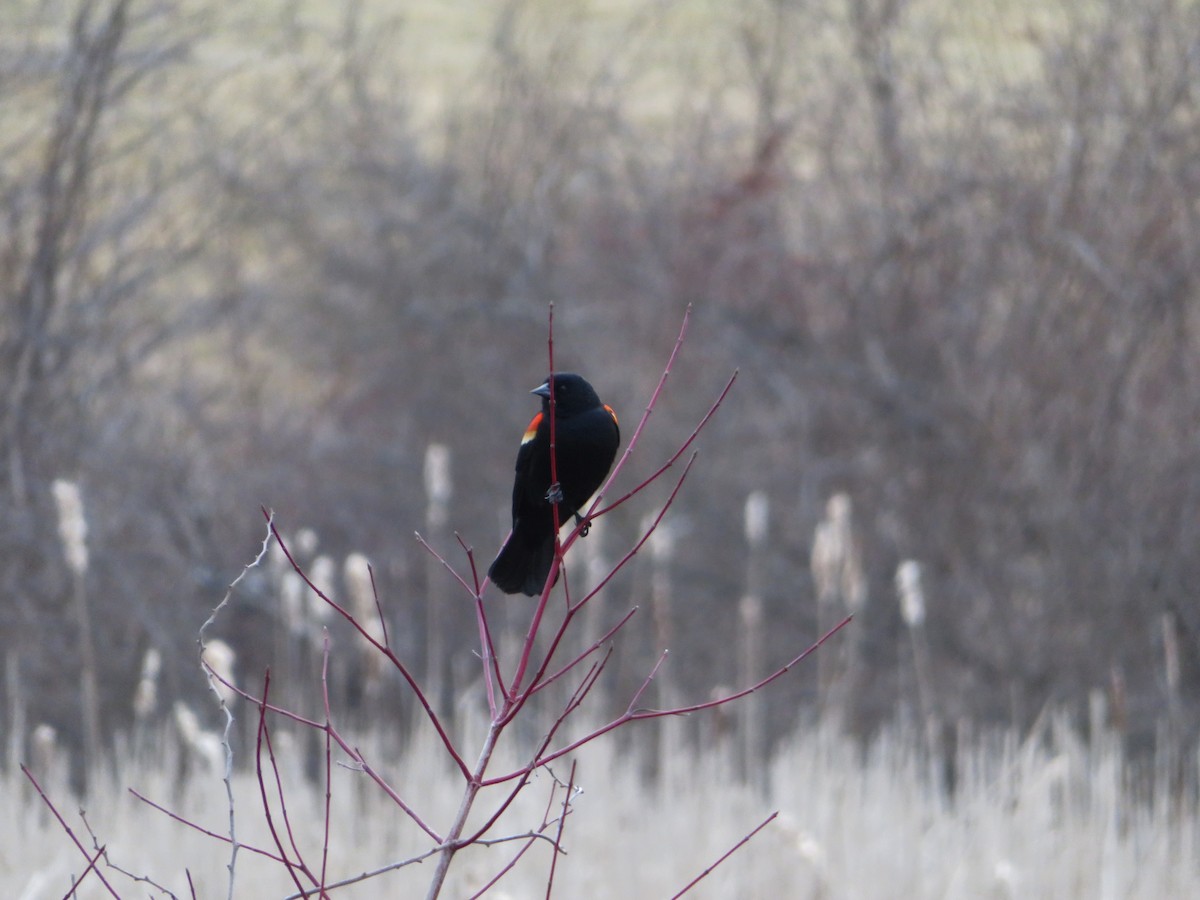 Red-winged Blackbird - Deb Caron