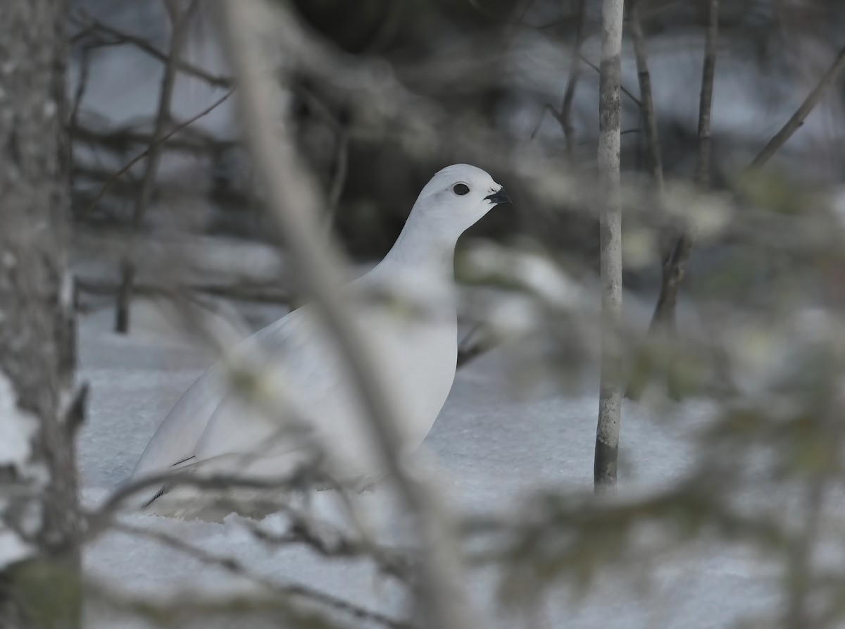 Willow Ptarmigan - ML536238151