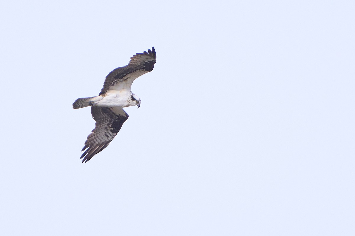 Águila Pescadora - ML536238161