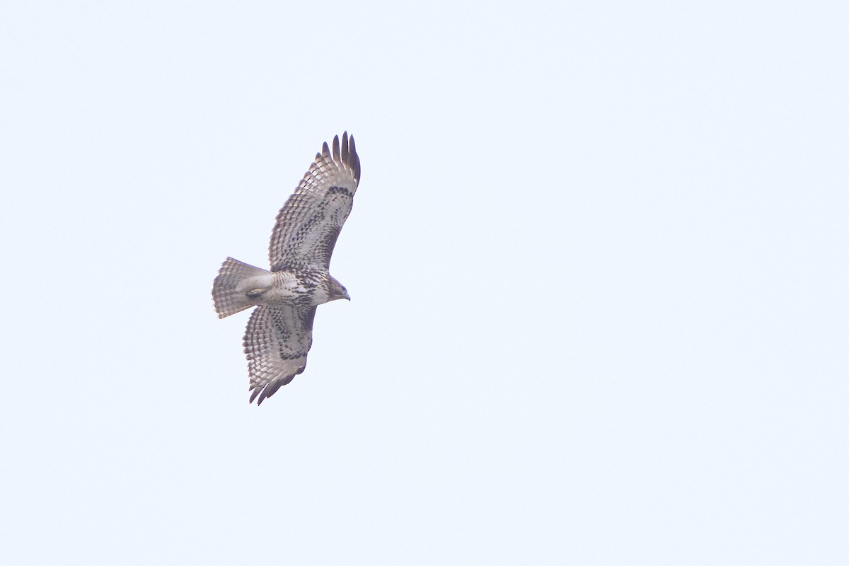 Red-tailed Hawk - ML536238291