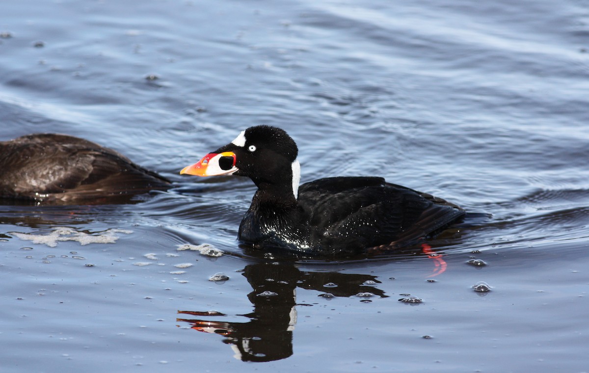 Surf Scoter - ML53623831