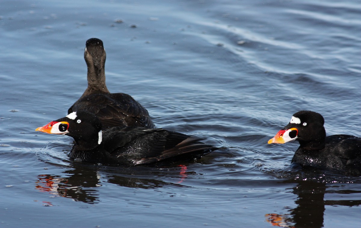 Surf Scoter - ML53623841