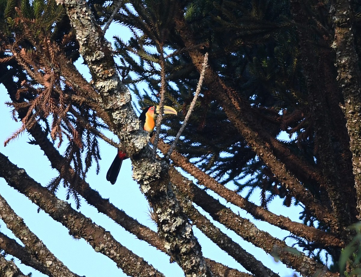 Red-breasted Toucan - ML536238681