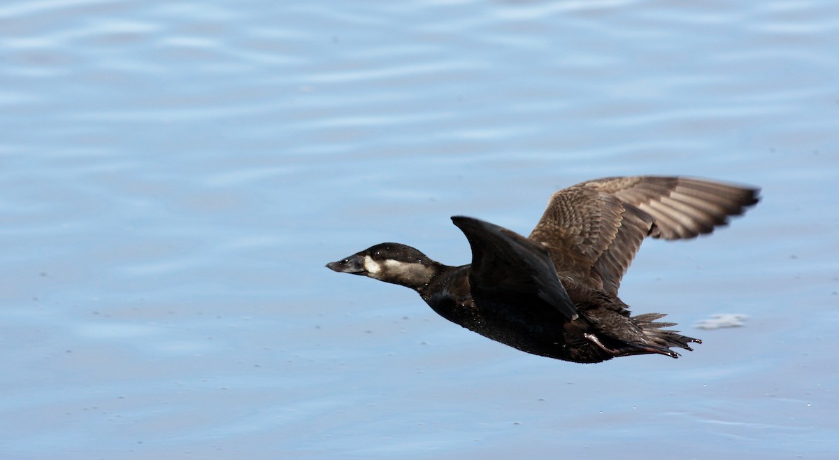 Surf Scoter - ML53623941