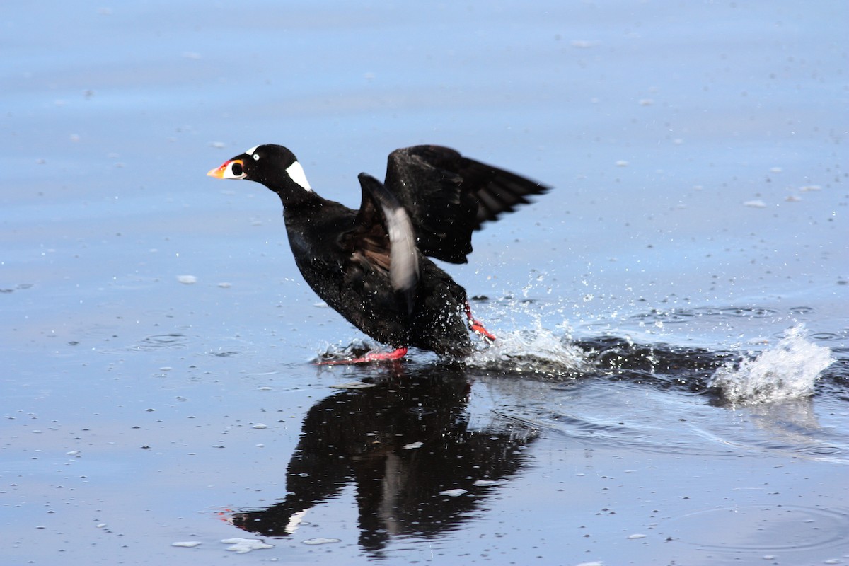 Surf Scoter - ML53623971