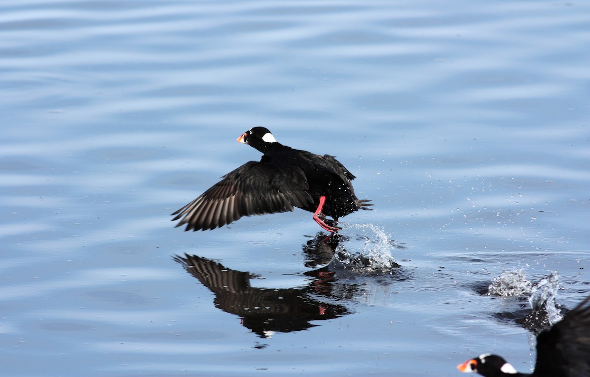 Surf Scoter - ML53623981