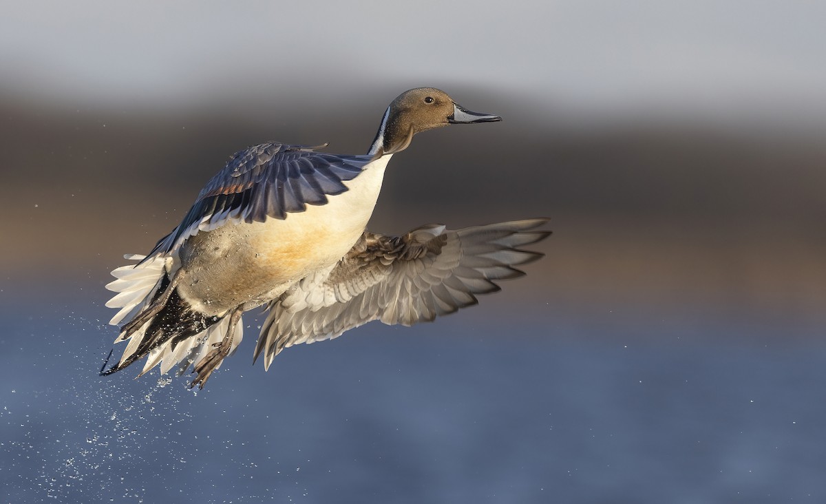 Northern Pintail - Matt Misewicz